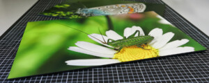 makro fotografie